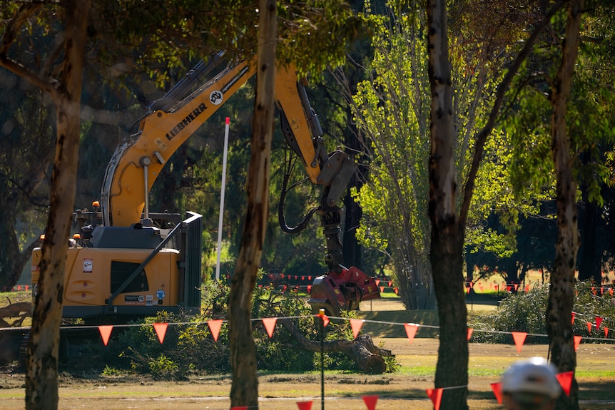 An excavator moves a branch on the ground surrounded by bunting with other trees still standing