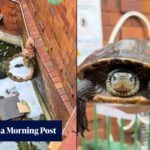 Man held after laundry capsules dumped into pond, killing catfish and injuring turtles