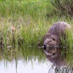 Report: Russia Has an Expanding Population of Beavers