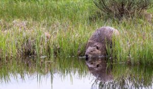 Report: Russia Has an Expanding Population of Beavers
