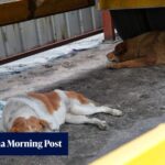 Hong Kong’s animal welfare laws fail to meet modern demands, experts say