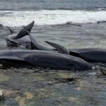 Two pilot whales dead after mass stranding