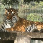 Wildlife park remains closed after fatal tiger attack